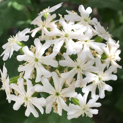 Lychnis chalcedonica 'Alba'