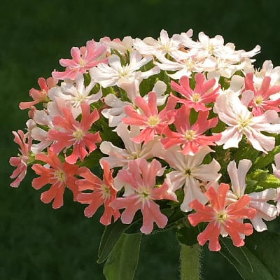 Lychnis chalcedonica 'Carnea'