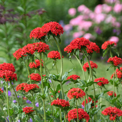 Lychnis seeds