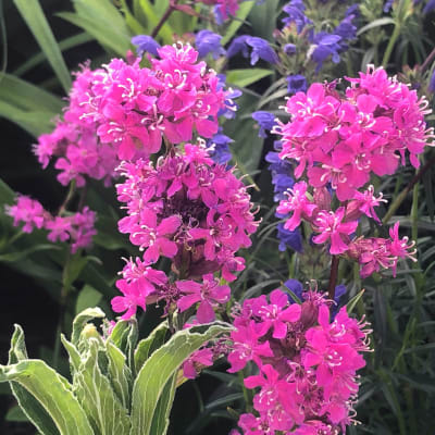 Lychnis viscaria 'Feuer'