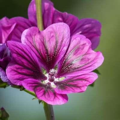 Malva sylvestris ssp. mauritanica