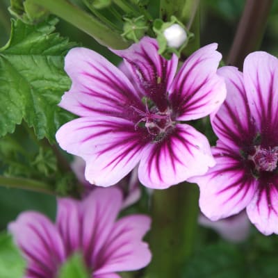 Malva sylvestris 'Zebrina'