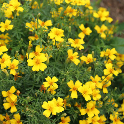 Marigold 'Lemon Gem'