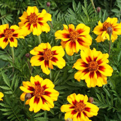 Marigold 'Naughty Marietta'
