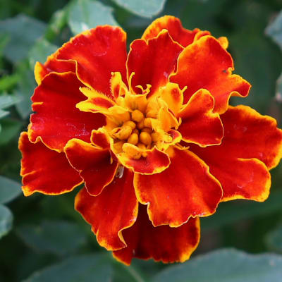 Marigold 'Red Cherry'
