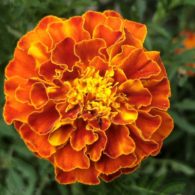 Marigold 'Sparky Mix'