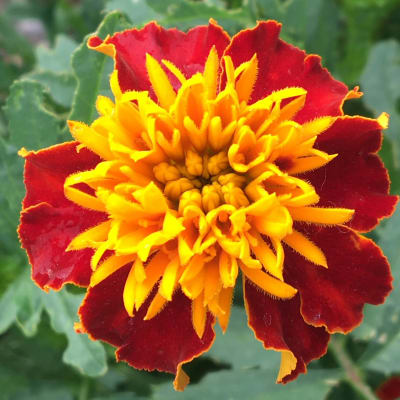 Marigold 'Tiger Eyes'