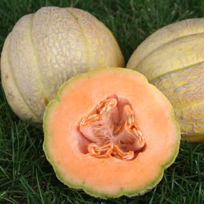 Melon 'Amish'