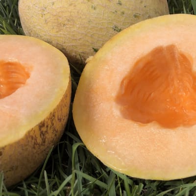 Melon 'Crane'