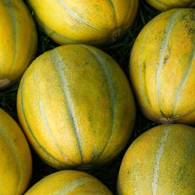 Melon 'Ha'Ogen' (Israel)