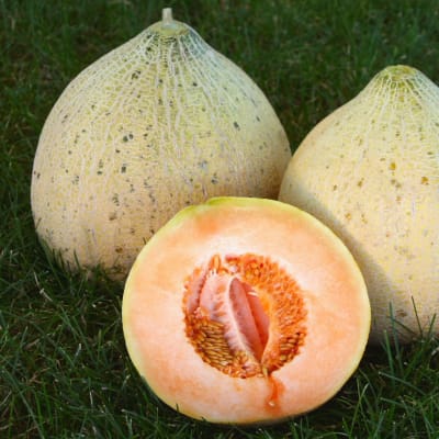 Melon 'Northern Arizona'