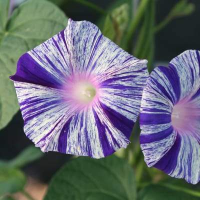 Morning Glory 'Carnevale di Venezia'