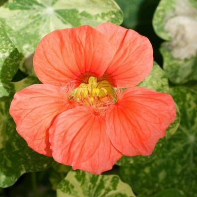 Nasturtium 'Alaska Mix'