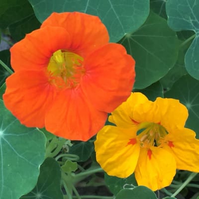 Nasturtium 'Dwarf Jewel Mix'