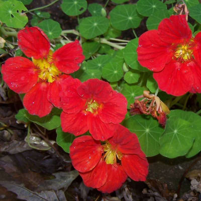 Nasturtium 'Empress of India'