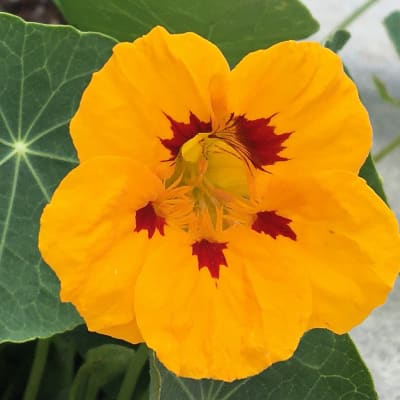 Nasturtium 'Ladybird'