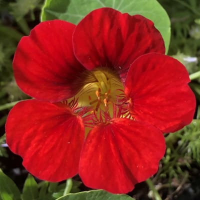Nasturtium 'Mahogany Gleam'