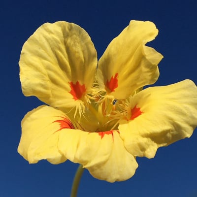 Nasturtium 'Peach Melba'