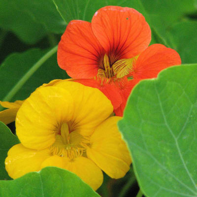 Nasturtium 'Tom Thumb Mix'