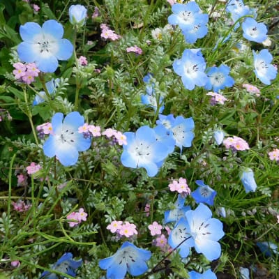 Nemophila menziesii