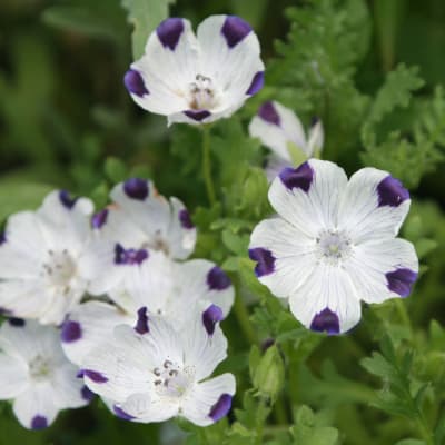 Nemophila maculata