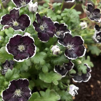 Nemophila 'Penny Black'