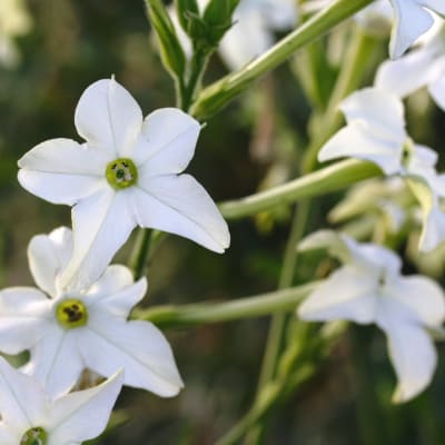 Nicotiana alata
