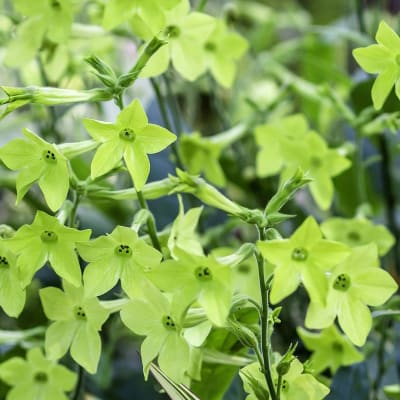 Nicotiana alata 'Lime Green'