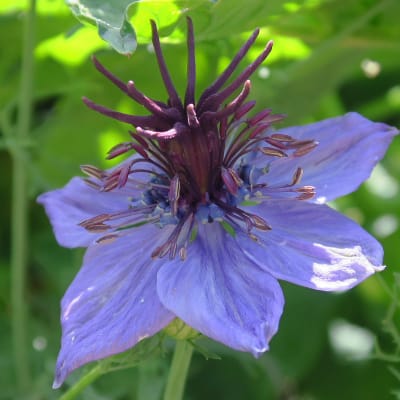 Nigella hispanica 'Curiosity'