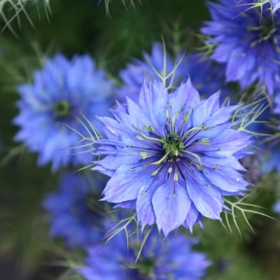 Nigella seeds