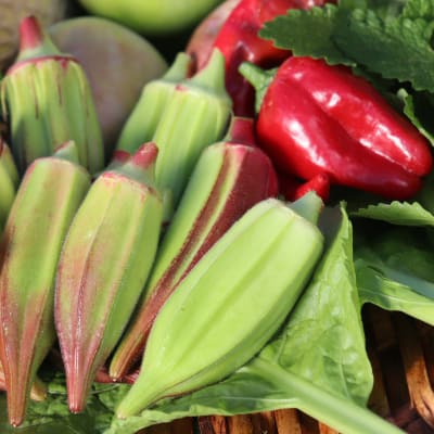 Okra 'Hill Country Red'