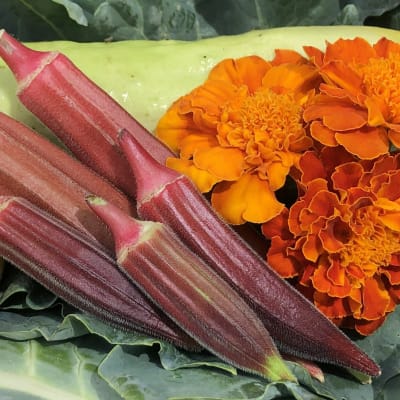 Okra 'Jing Orange'