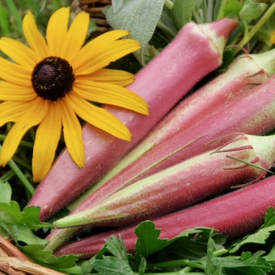 Okra 'Okinawa Pink'