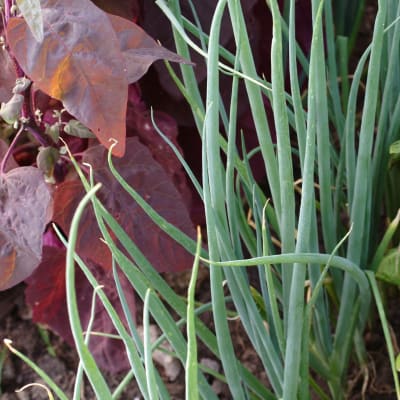 Onion 'Evergreen White Bunching'