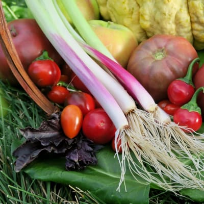 Onion 'Red Beard Bunching'