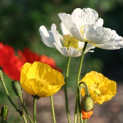 Papaver nudicaule