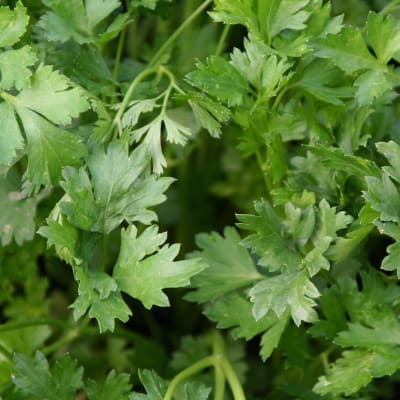 Parsley 'Giant of Italy'