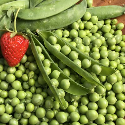 Pea 'Lincoln'