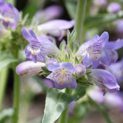 Penstemon angustifolius