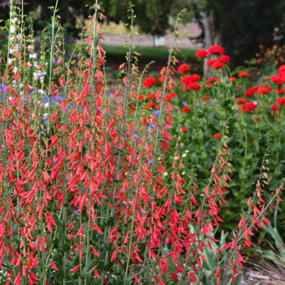 Penstemon barbatus 'Coccineus'