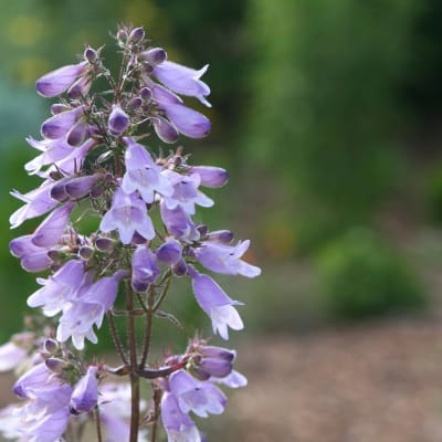 Penstemon calycosus