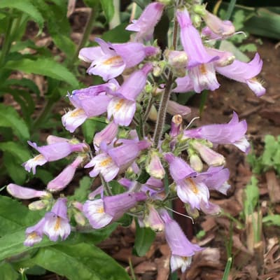 Penstemon canescens