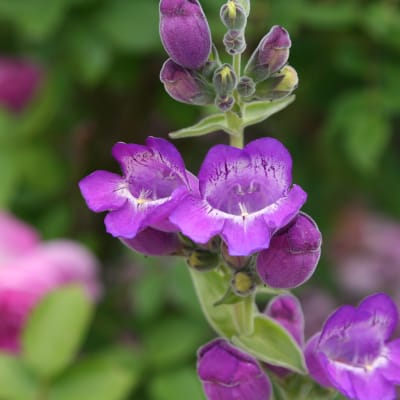 Penstemon seeds