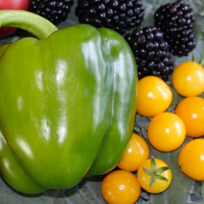 Pepper 'California Wonder'