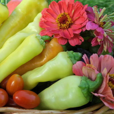 Pepper seeds