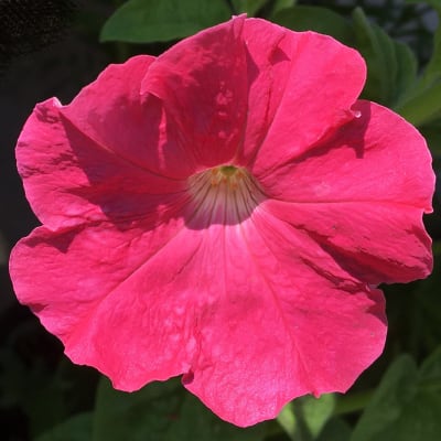 Petunia 'Fire Chief'