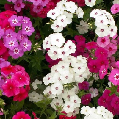 Phlox drummondii Mix