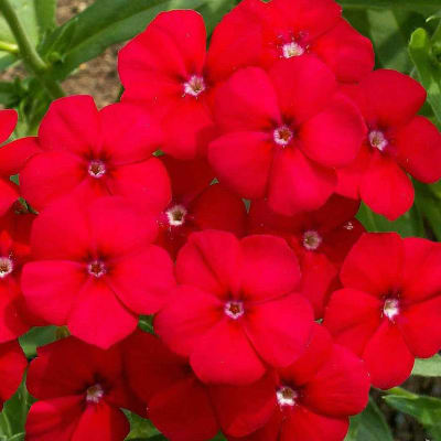 Phlox drummondii Red