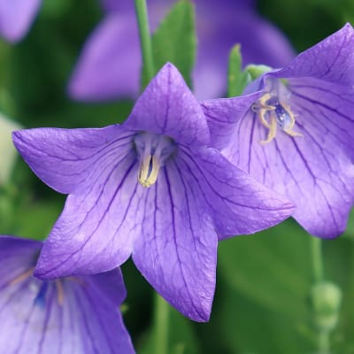 Platycodon grandiflorus 'Mariesii'
