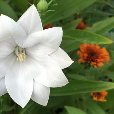 Platycodon grandiflorus 'Hakone White'